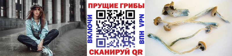 что такое   Купино  Псилоцибиновые грибы MAGIC MUSHROOMS 